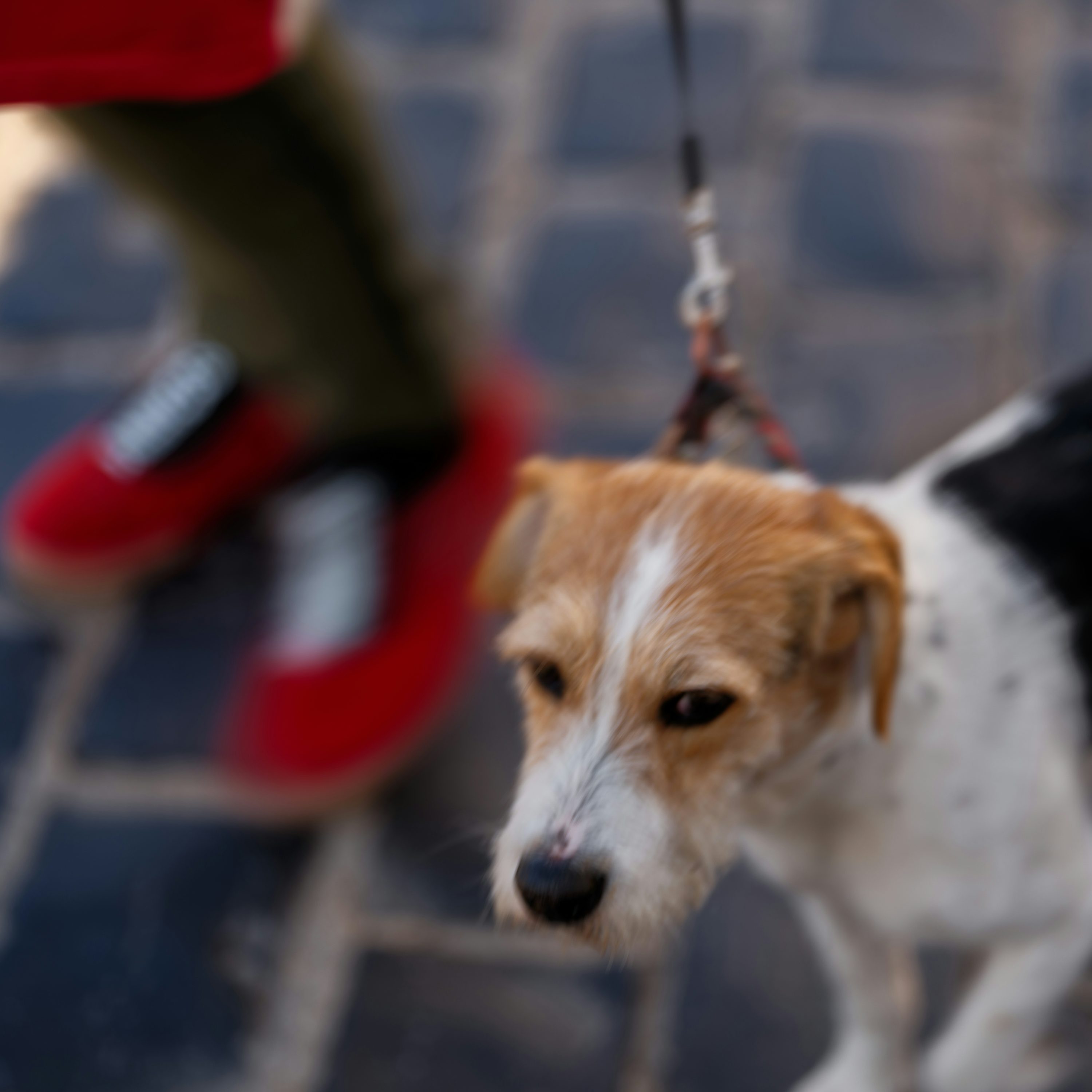 A terrier walking on a leash beside a person's red shoes, photographed with natural motion blur